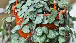 Esta planta destaca por sus hermosas hojas en forma de corazón. Imagen: Pexels.