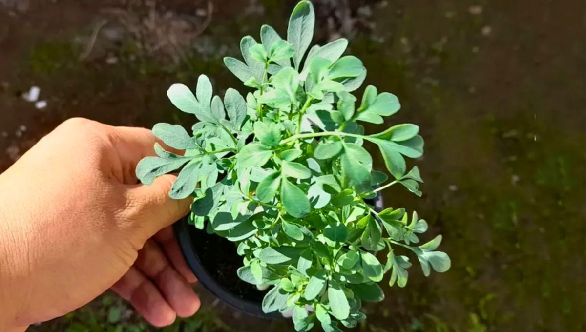 Si tenes una planta de ruda en tu casa, te contamos qué significa y qué beneficios trae a tu hogar