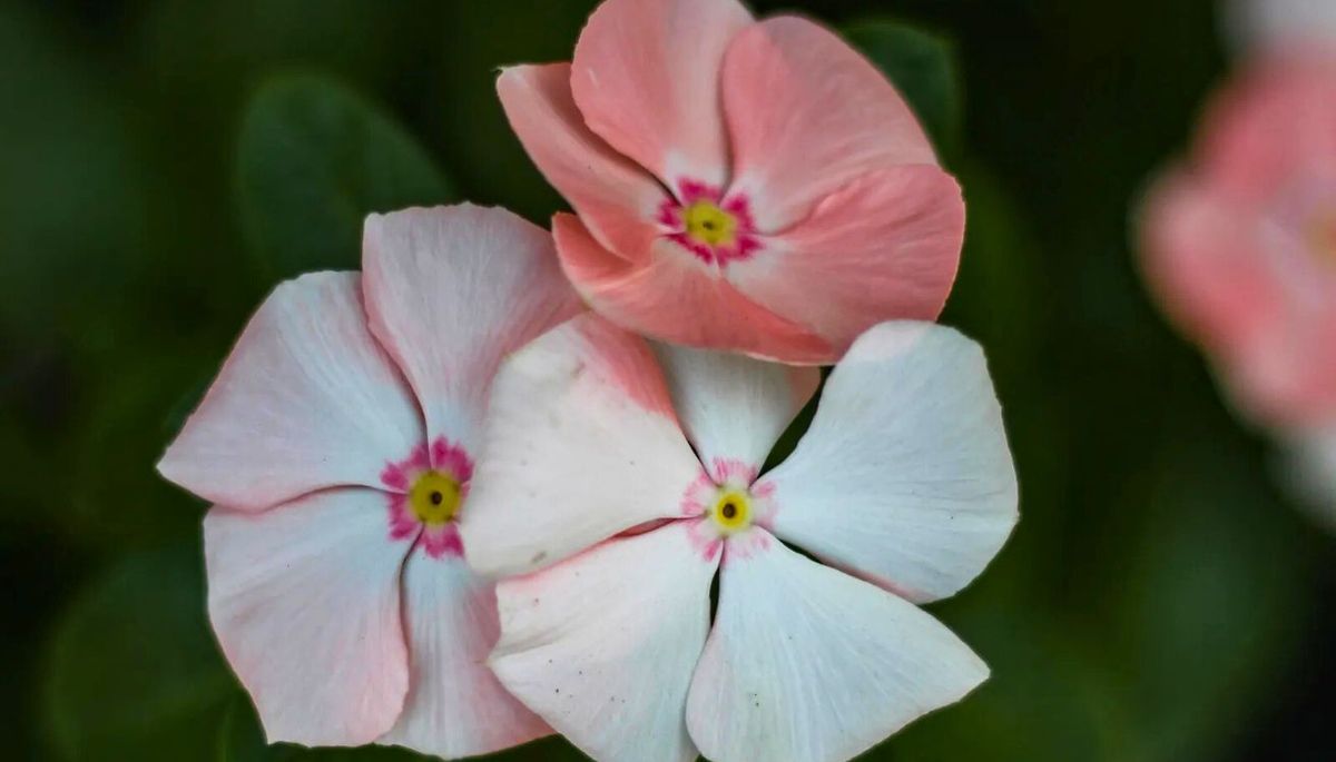 La Vinca Rosea es una planta ornamental anual originaria de Madagascar.