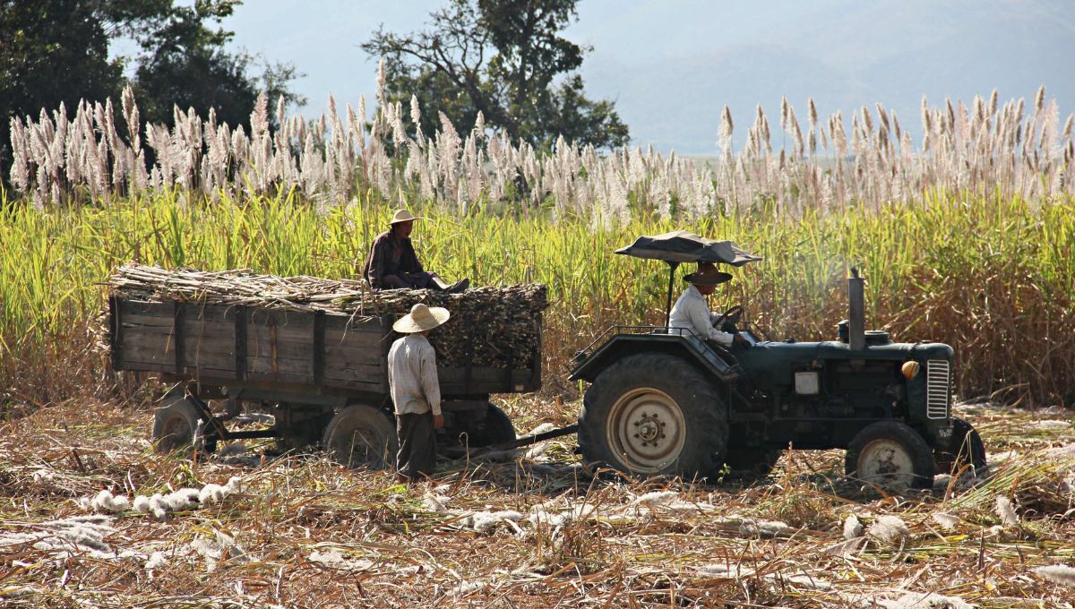 El mayor exportador del cultivo más importante del mundo