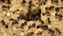 Cómo eliminar  para siempre los hormigueros del jardín con una receta casera muy fácil y barata