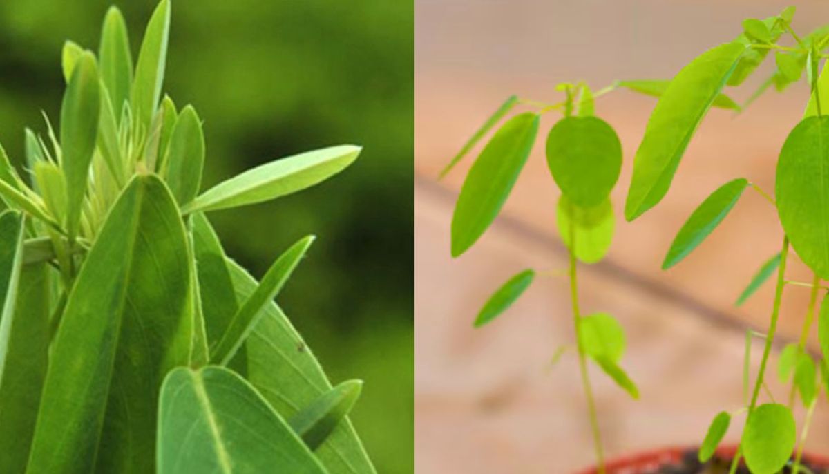 La planta tel&eacute;grafo es originaria de las regiones tropicales de Asia.