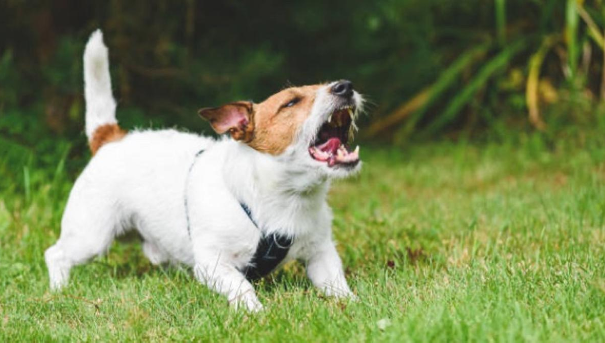 Un perrito suelto puede ser una pesadilla para el caminante