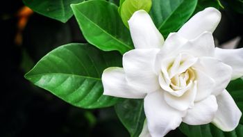 Cómo cuidar una planta de jazmín en diciembre para que resista el calor Cómo cuidar una planta de jazmín en diciembre para que resista el calor