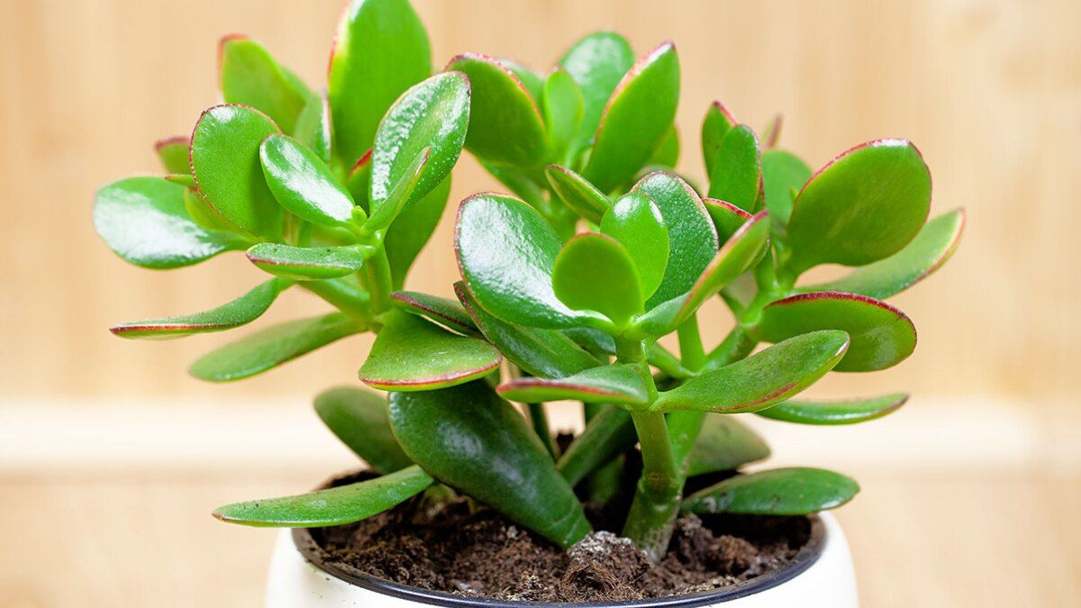 Trucos de un jardinero para cuidar el árbol de Jade