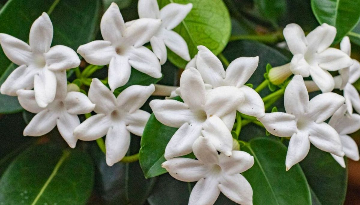 Descubre por qué tu jazmín común no florece. Imagen: Freepik