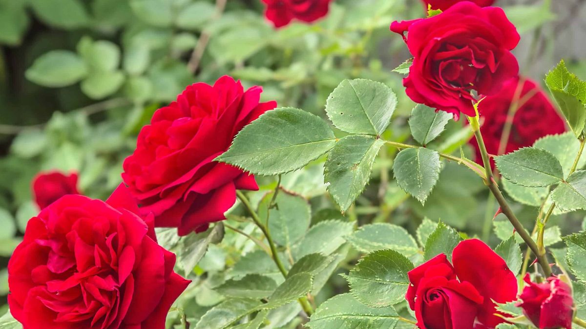 Rosales, truco para trasplantarlo