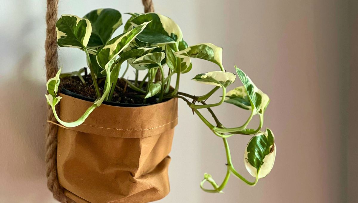 Le gustan los sustratos nutritivos y con bastante material orgánico. Le gustan los sustratos nutritivos y con bastante material orgánico.