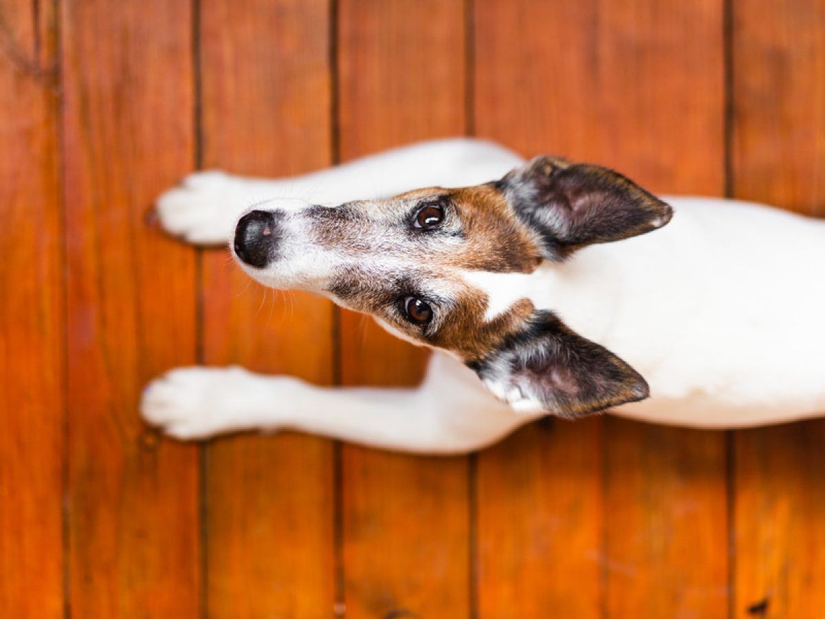 Ni pulgas ni garrapatas: la plaga presente en humanos que puede afectar a tu mascota Ni pulgas ni garrapatas: la plaga presente en humanos que puede afectar a tu mascota