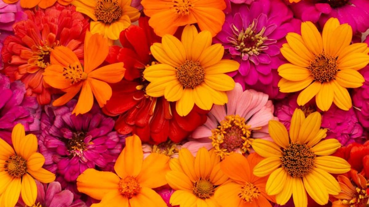 FLORE, image size:1200x675