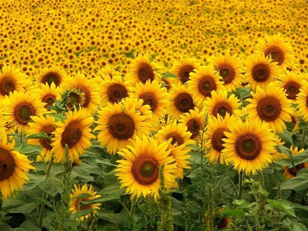 Los precios del girasol mejoraron y creen que puede ser por la menor cosecha de soja