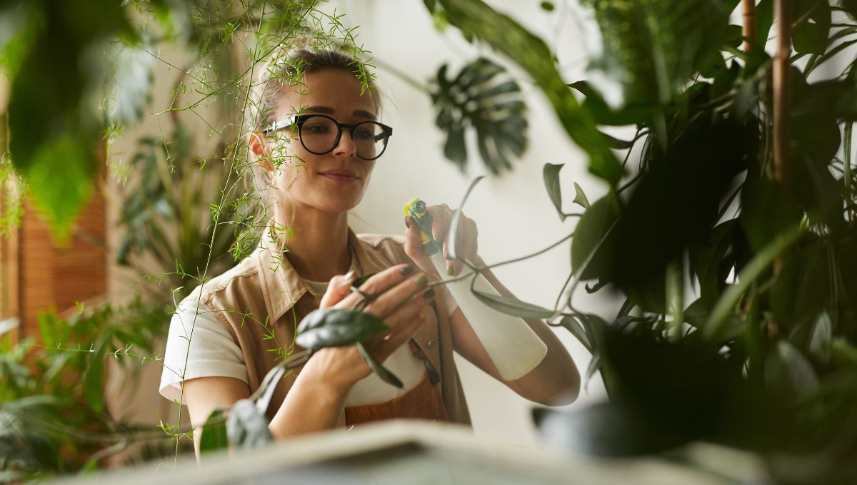 El insecticida casero que se hace con ingrediente
