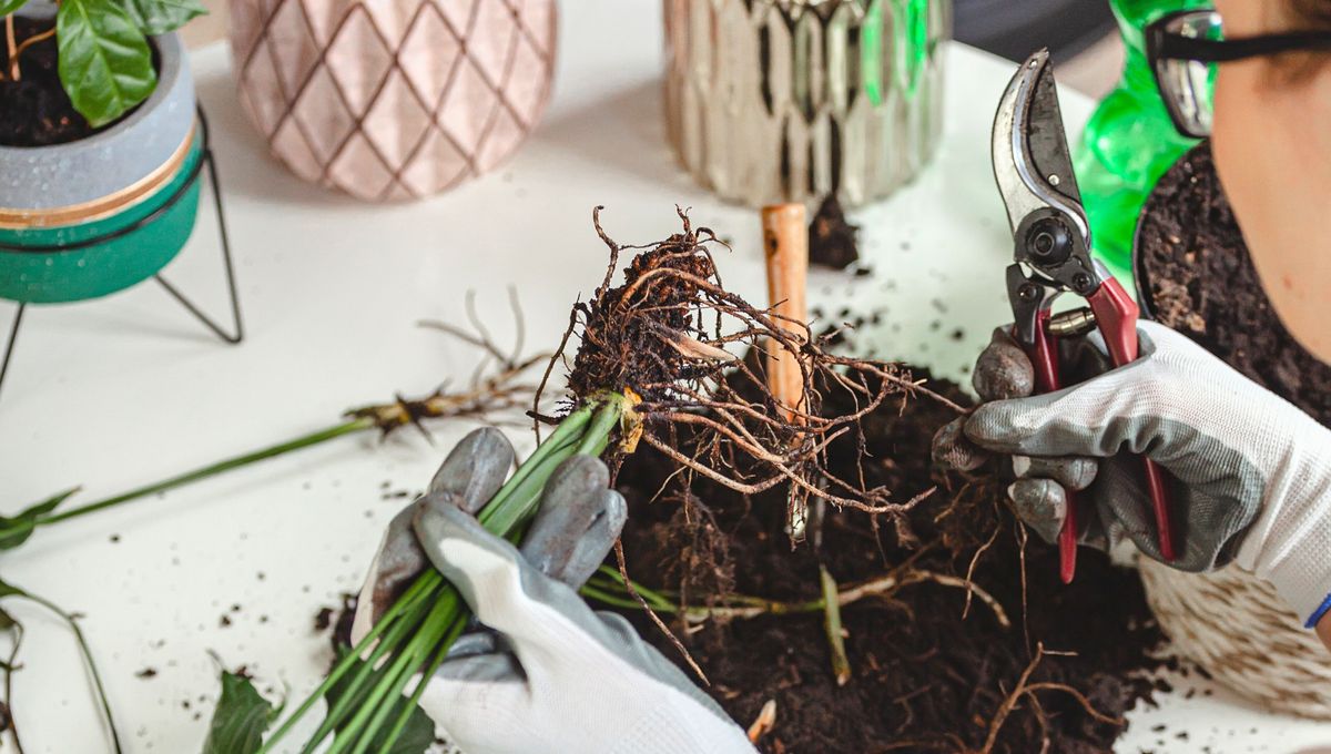 Las especies de jardín también se pueden podar, con otros cuidados y otros elementos Las especies de jardín también se pueden podar, con otros cuidados y otros elementos 