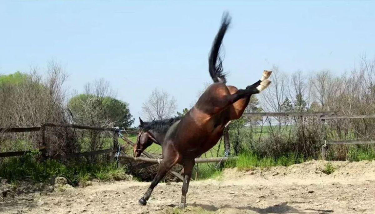 Grave accidente. Un caballo pateó a una nena en su cabeza y está en estado grave. 