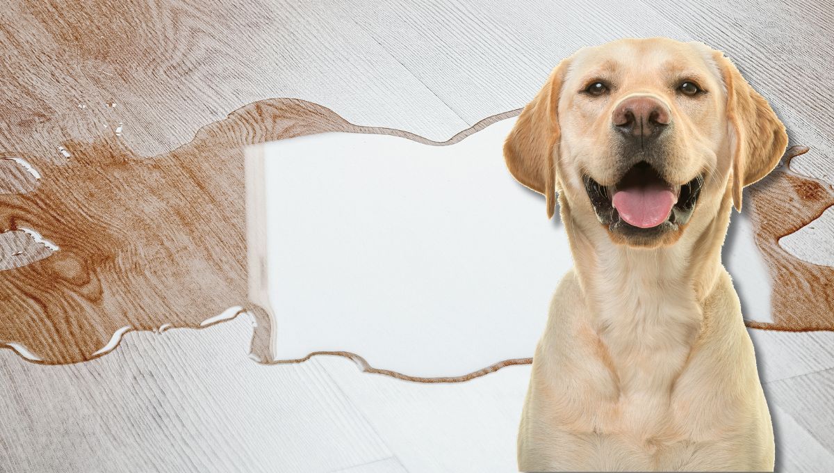 Pis de perro. Pis de perro.