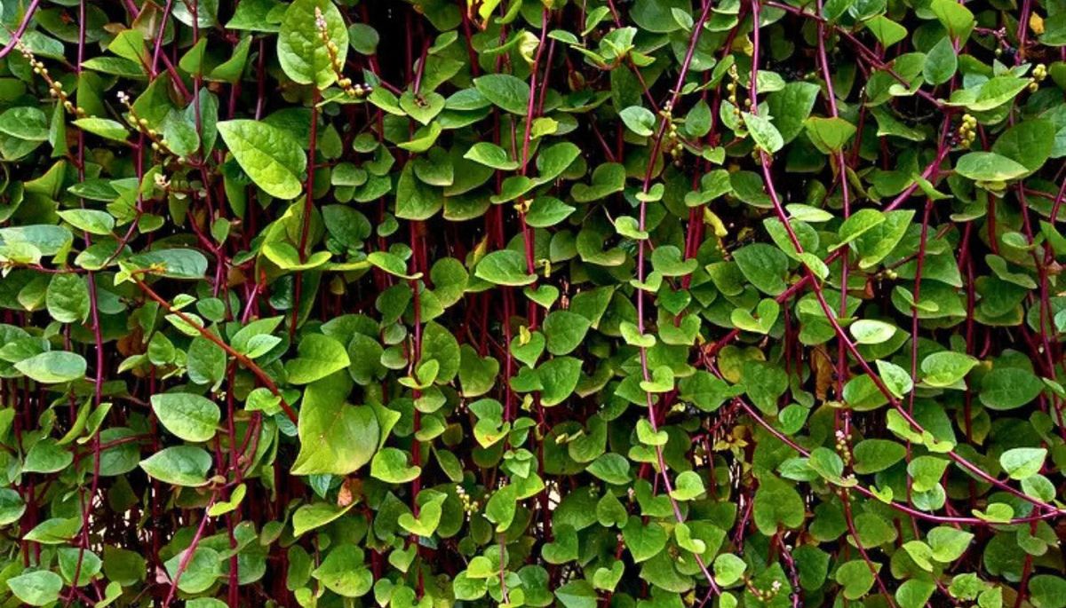La planta trepadora que embellece tu jardín. Imagen: Freepik