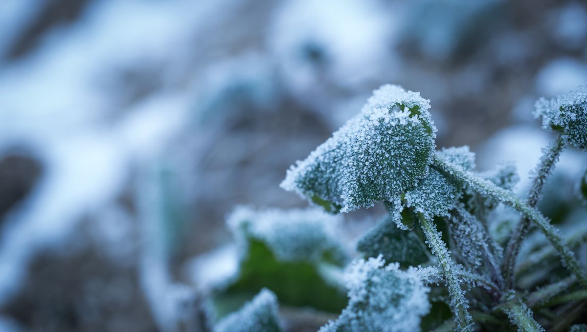 Plantas en invierno Plantas en invierno