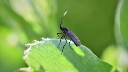 Elimina la mosca negra de las plantas con solo 1 ingrediente