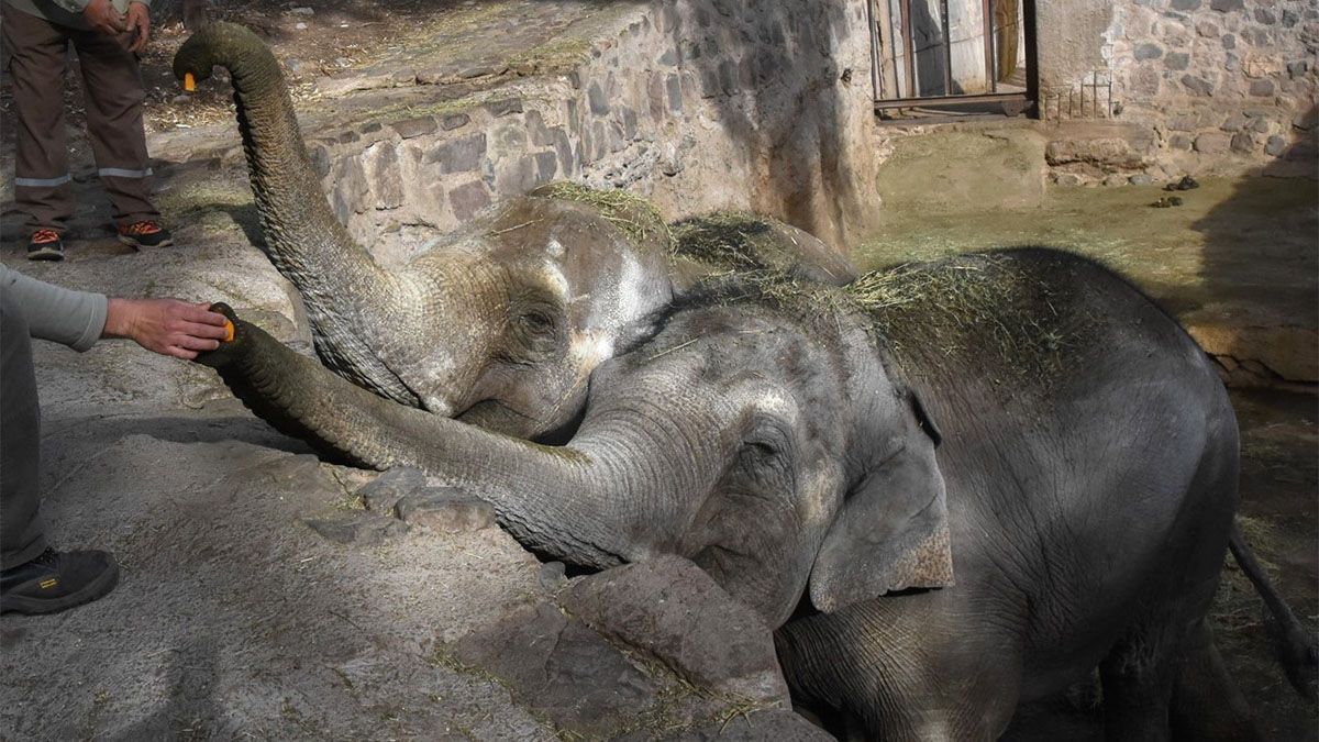Pocha y Guillermina, madre e hija de 57 y 23 años, vivieron casi todas sus vidas en un pozo de cemento y piedras en el ex Zoológico de Mendoza.