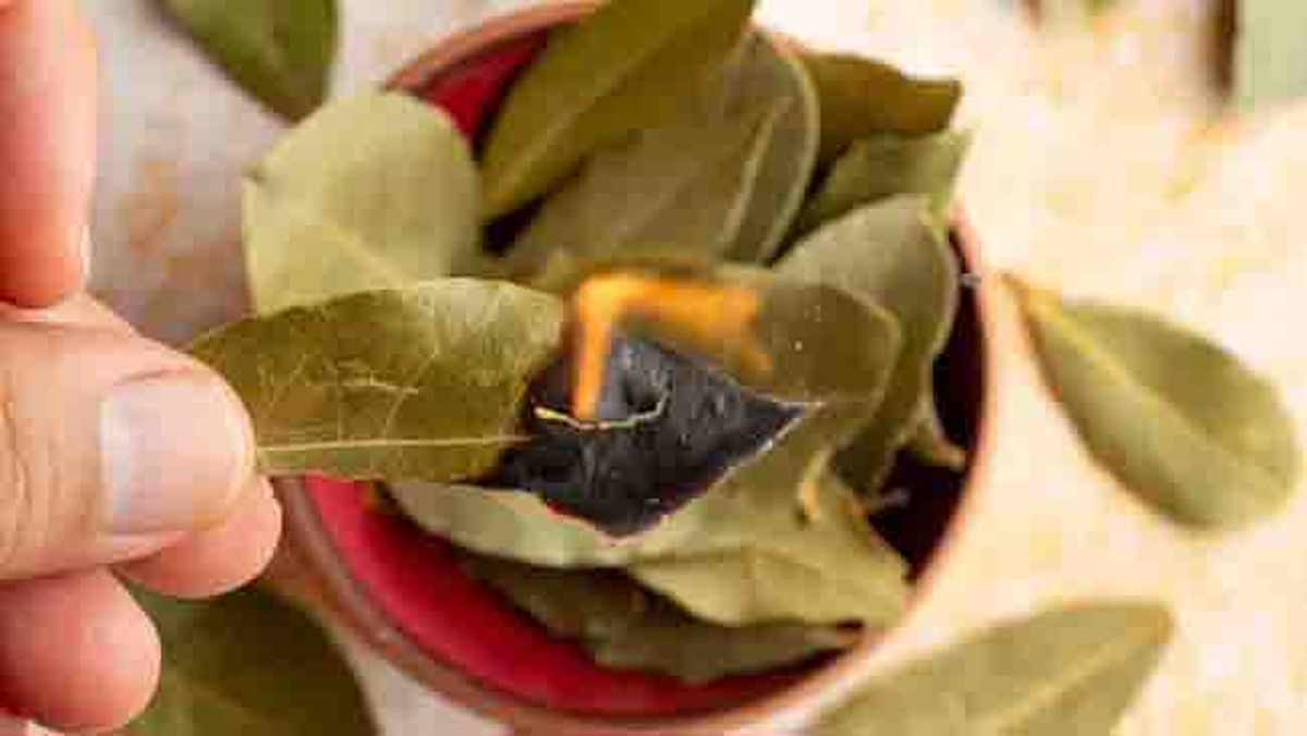 Rituales con hojas de laurel. Rituales con hojas de laurel.