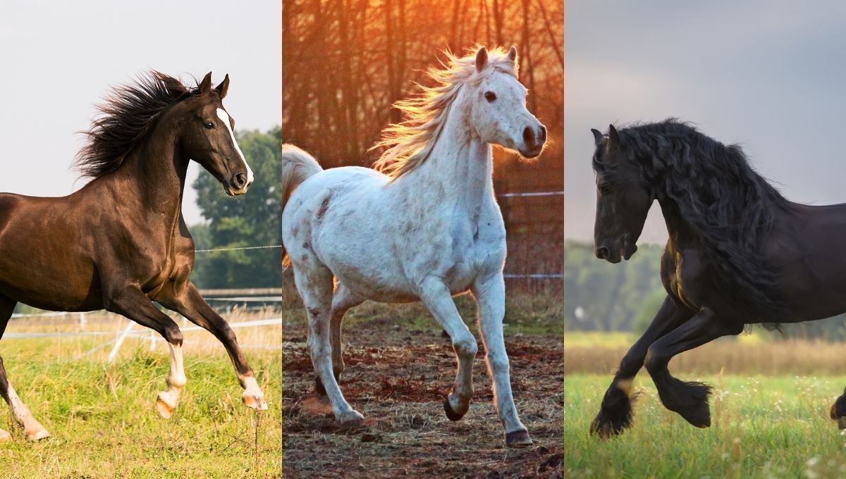 Test de personalidad: elige un caballo y descubre lo que necesitas para ser libre
