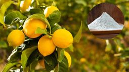 Puedes mantener al limonero con diferentes elementos caseros.&nbsp;