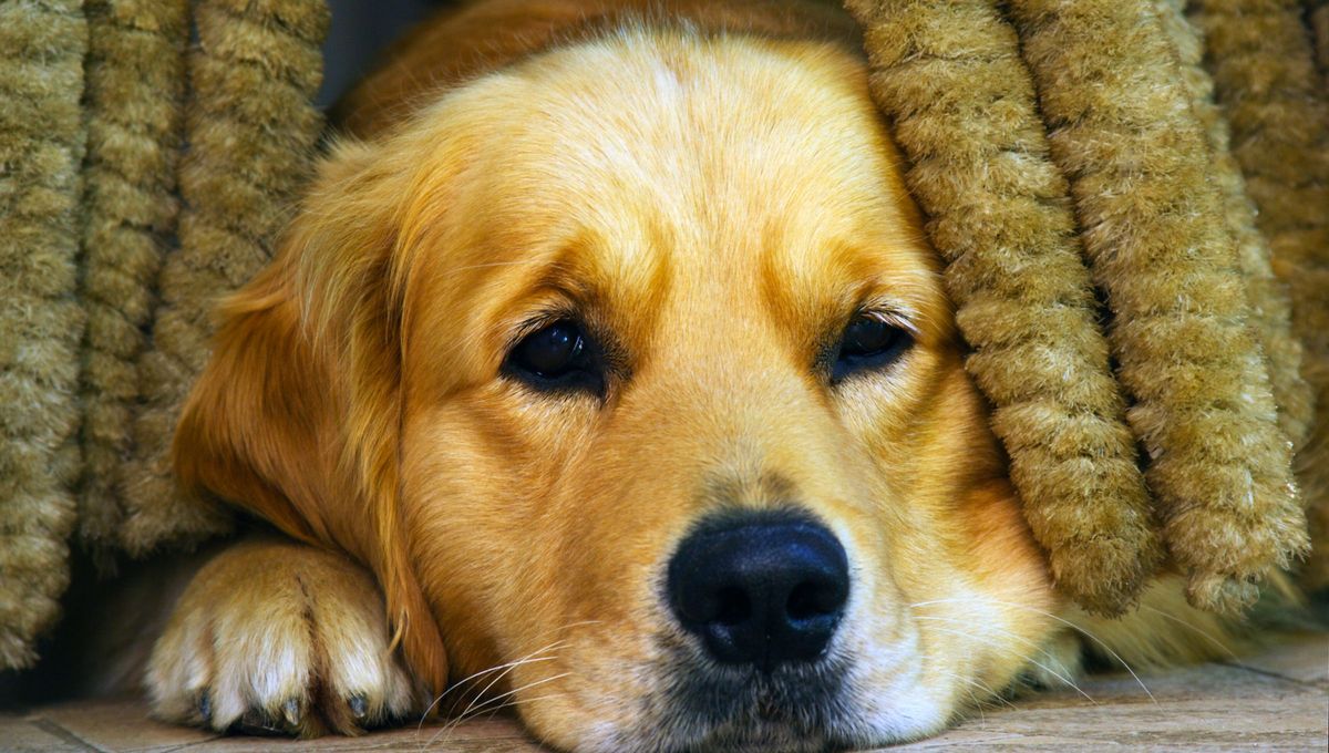 Otras señales son la búsqueda de soledad, cambios en el apetito o una necesidad inusual de afecto. La reducción de la actividad, el aumento de los patrones de descanso y el aislamiento social son sus formas de decir adiós. Otras señales son la búsqueda de soledad, cambios en el apetito o una necesidad inusual de afecto. La reducción de la actividad, el aumento de los patrones de descanso y el aislamiento social son sus formas de decir adiós.