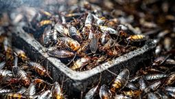 Las cucarachas pueden convertirse en una plaga rápidamente. Las cucarachas pueden convertirse en una plaga rápidamente.