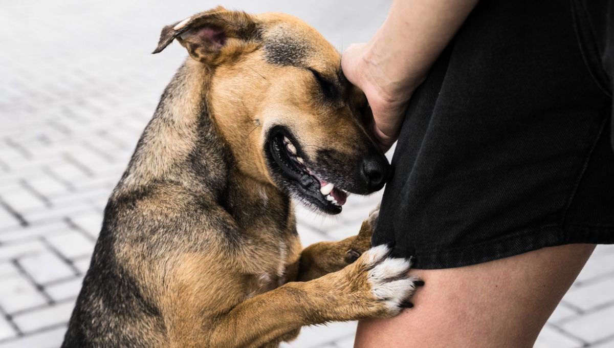 El hecho de que un perro huela tus partes íntimas es algo completamente normal