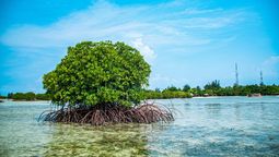 El árbol que crece en América Latina flotando en medio del mar: desaliniza el agua y protege a las costas El árbol que crece en América Latina flotando en medio del mar: desaliniza el agua y protege a las costas