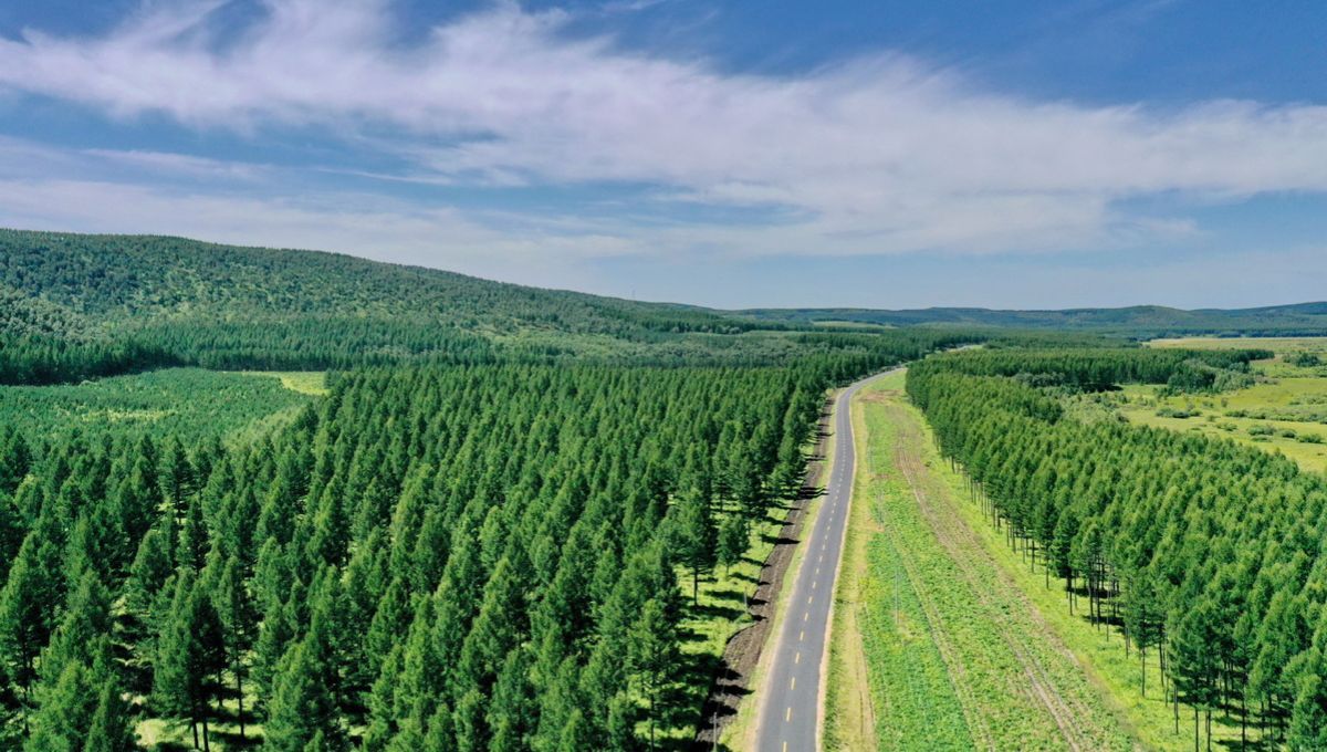 China convirtió un desierto en el mayor bosque artificial del planeta Tierra