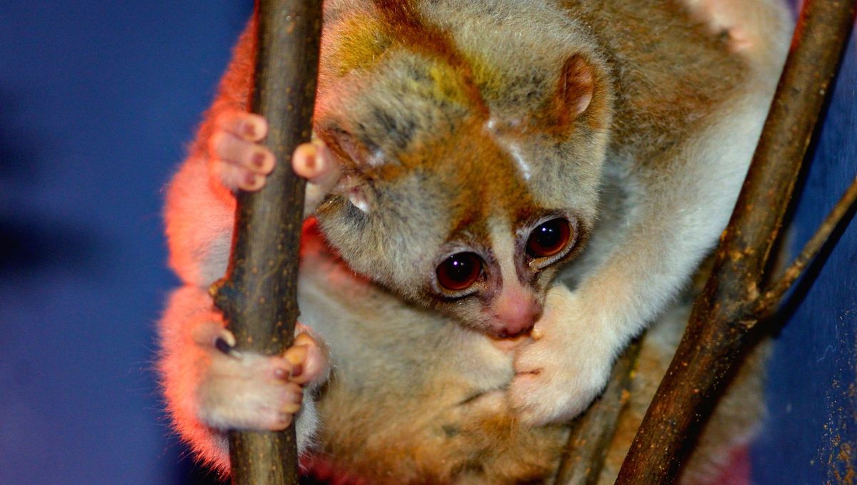 El loris perezoso es uno de los protagonistas del mercado negro de mascotas. El loris perezoso es uno de los protagonistas del mercado negro de mascotas. 