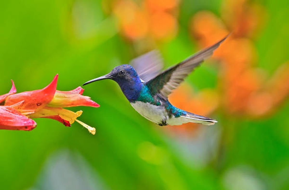 ¿Qué significa ver un colibrí volando en el jardín? ¿Qué significa ver un colibrí volando en el jardín?