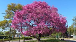Esta especie de árbol tiene unas imponentes flores. Imagen: Freepik.