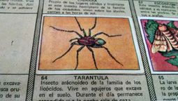 La tarántula, la figurita difícil de la colección Reino Natural de la década del 80. La tarántula, la figurita difícil de la colección Reino Natural de la década del 80.