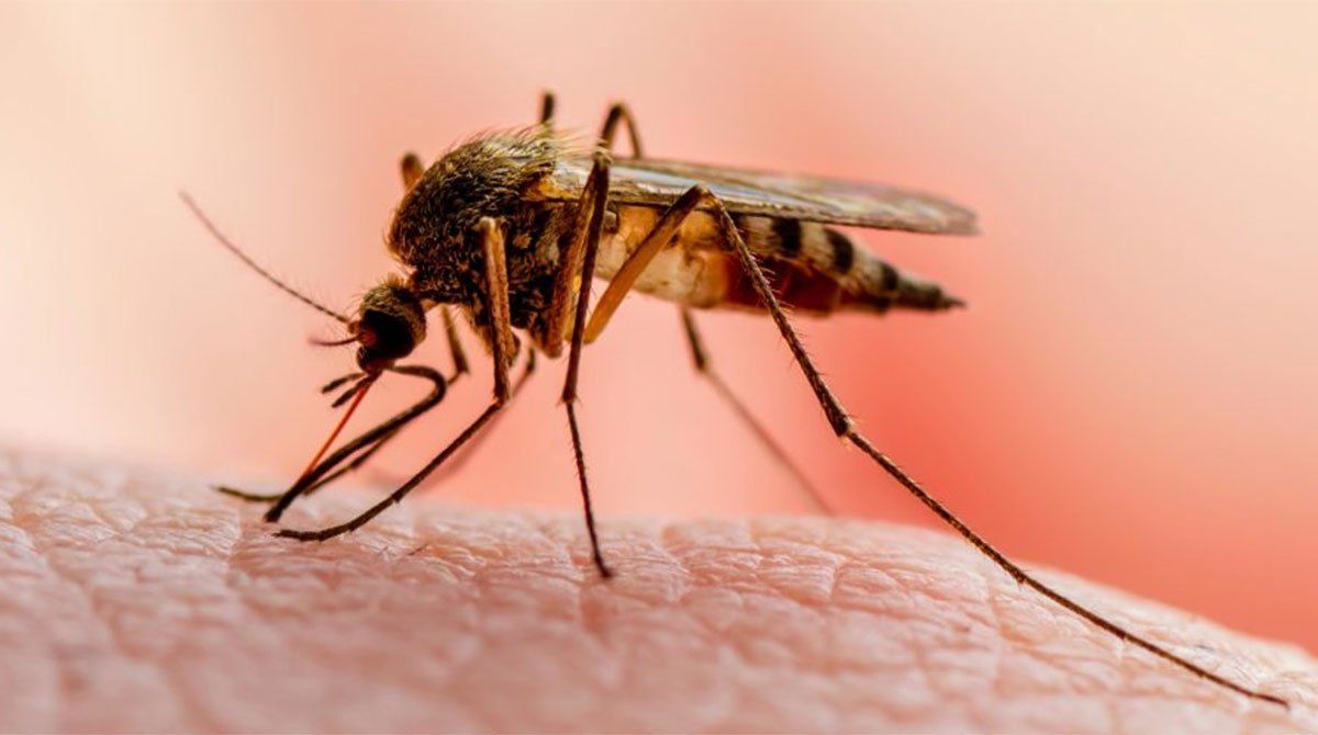 La lucha contra la malaria quedó estancada en los últimos años