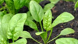 La planta anual que ayuda a bajar de peso, reduce la aparición de arrugas y está llena de colágeno