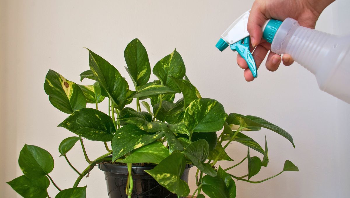 Utiliza abono natural para nutrir la tierra de la planta Utiliza abono natural para nutrir la tierra de la planta