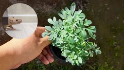 La planta de ruda puede ser efectiva contra las ratas. La planta de ruda puede ser efectiva contra las ratas.