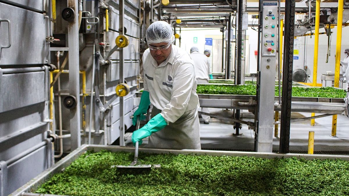La producción agrícola de hortalizas que recibe la planta de Unilever en Mendoza es deshidratada para ser utilizada en caldos concentrados y sopas cremas; o se exporta en escamas.