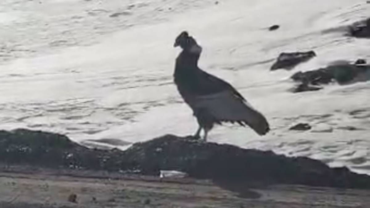 Un cóndor parado al costa de la ruta 7 mientras cientos de conductores transitaban por el corredor internacional. Un cóndor parado al costa de la ruta 7 mientras cientos de conductores transitaban por el corredor internacional.