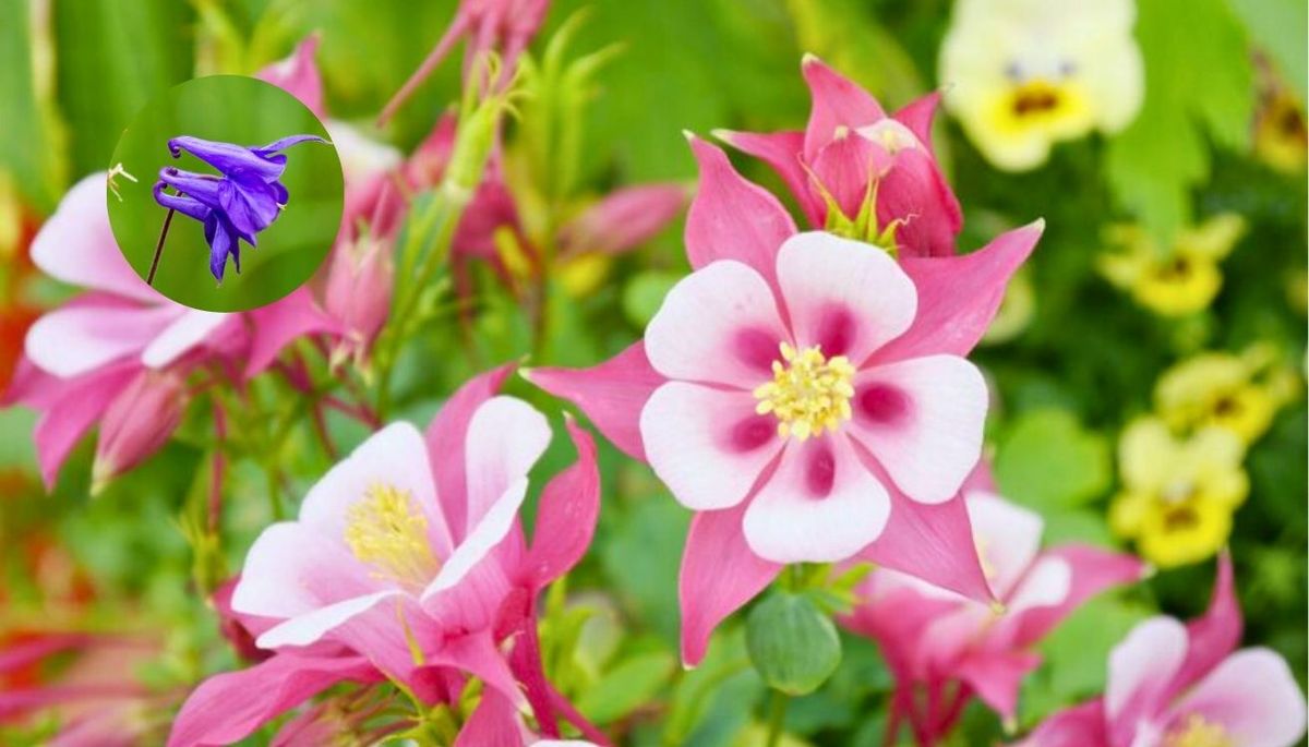 Descubre la planta ornamental que llenará de colores tu jardín. Imagen: Freepik.