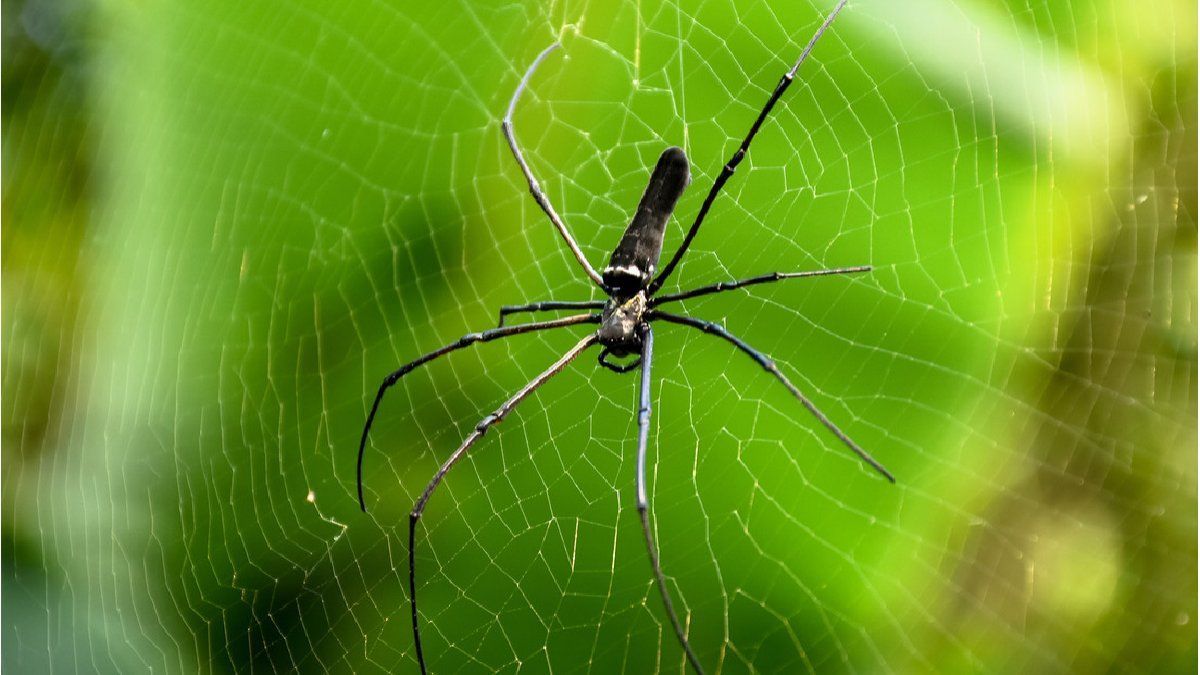 Terrorífico. Video: miles de arañas invadieron un pequeño pueblo.