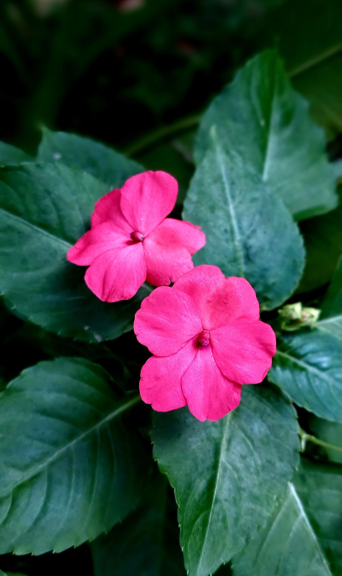 Esta especie es conocida popularmente como alegría del hogar. Imagen: Pexels. Esta especie es conocida popularmente como alegría del hogar. Imagen: Pexels.