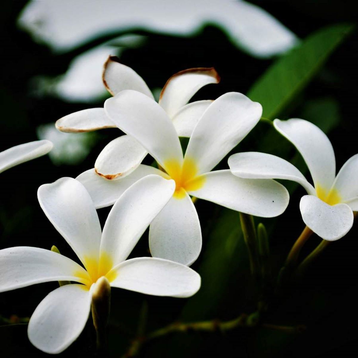 Las flores de plumeria pueden perfumar tu jardín. 