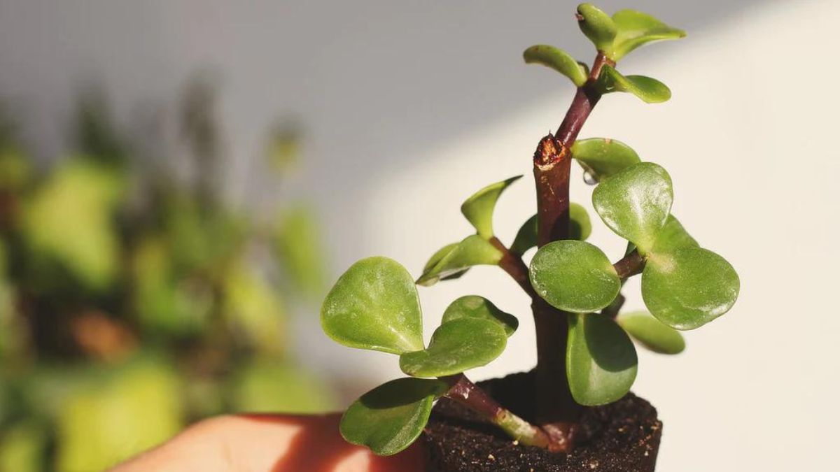 Consigue nuevos brotes en tu árbol de Jade con este sencillo truco de jardinería