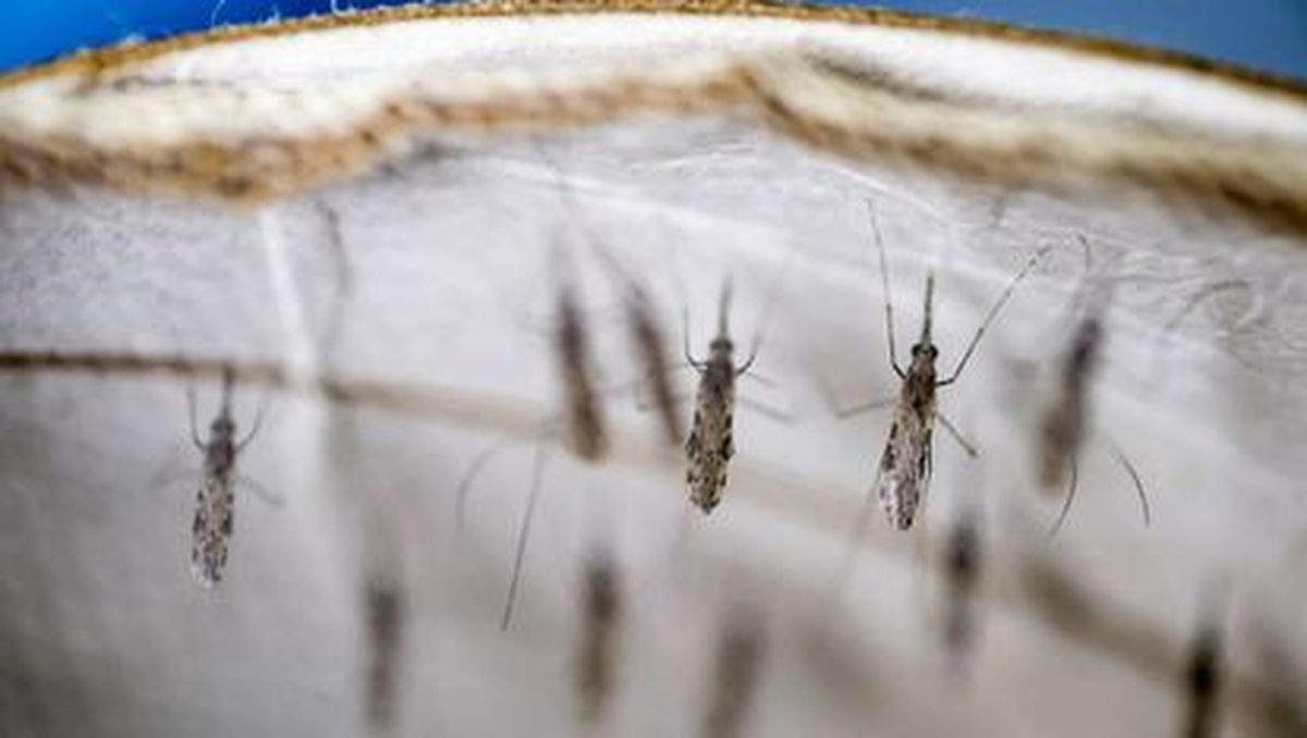 Los trucos caseros son sumamente sencillos de preparar y espantan a los mosquitos de casa. 