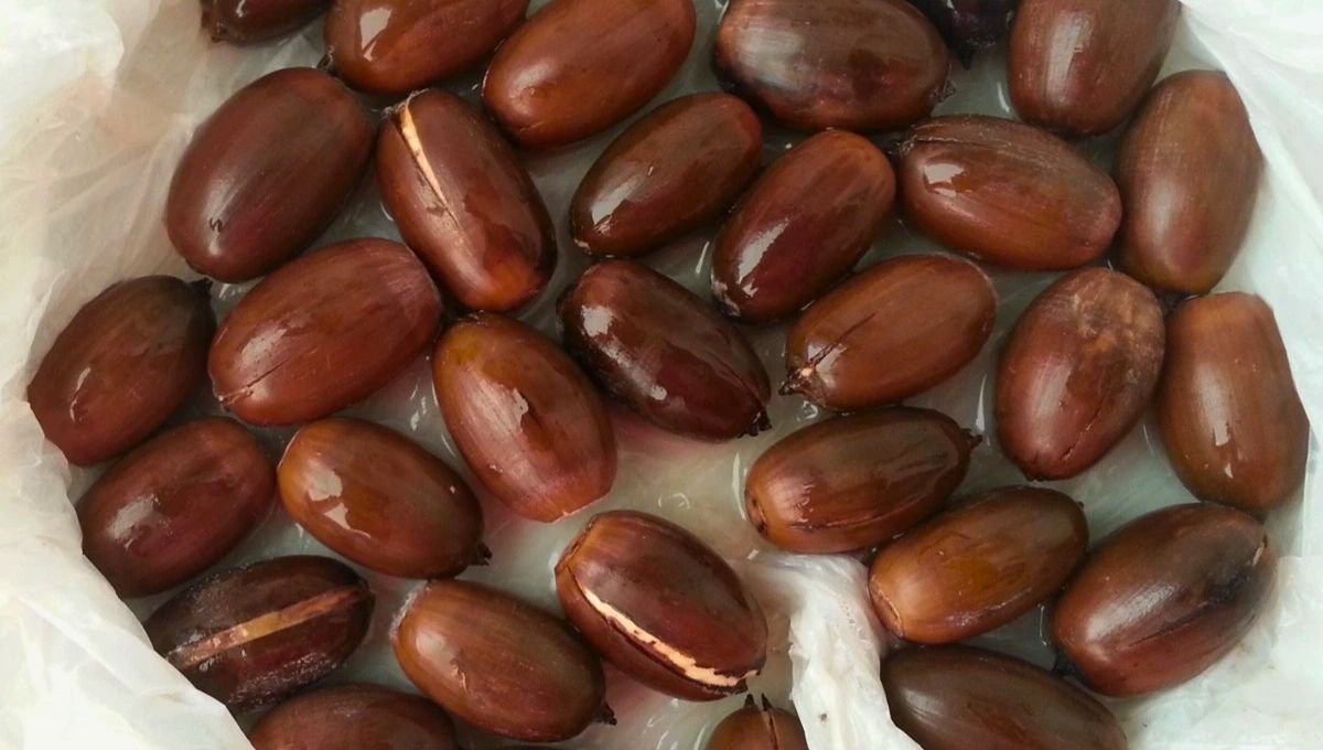 Las semillas para germinar necesitan las condiciones adecuadas y si las tienen se convierten en un tesoro. Fuente: Blog Bitix Las semillas para germinar necesitan las condiciones adecuadas y si las tienen se convierten en un tesoro. Fuente: Blog Bitix