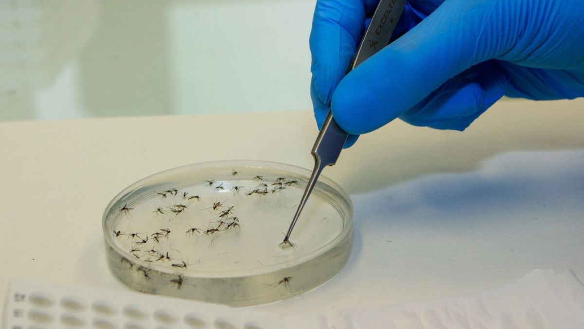 Los científicos estudian los mosquitos que transmiten el dengue para determinar su adaptabilidad a diferentes temperaturas. (Foto: WMP Brasil Fiocruz)