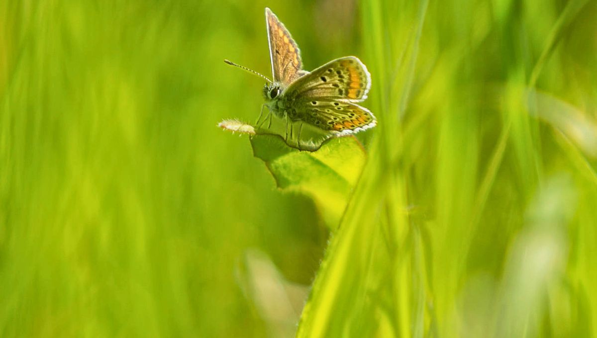 Ni mamífero ni reptil: el primer animal del mundo en tener derechos legales es un insecto